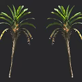 Pair of Leafy Arbor Trees with Vibrant Green Foliage and Thin Trunks on Dark Background