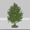 Lush Green Arbor With Dense Foliage Multiple Trunks And Small Plants In Round Planter