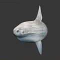 Ocean Sunfish Displaying Unique Flat Body And Large Dorsal Fin In Ocean Habitat