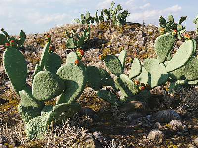 Modern Cactus 3d model