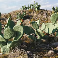 Cactus Bonsai Plant With Green Pads And Red Fruits On Rocky Ground