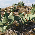 Modern Cactus 3d model