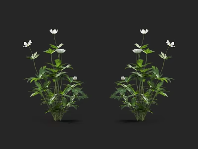 Flowers And Plants With White Blooms And Green Leaves In Symmetrical Arrangement On Black Background 3d model