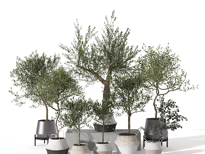 Assorted Size Olive Tree Bonsai Potted Plants With Ceramic And Metal Decorative Pots 3d model