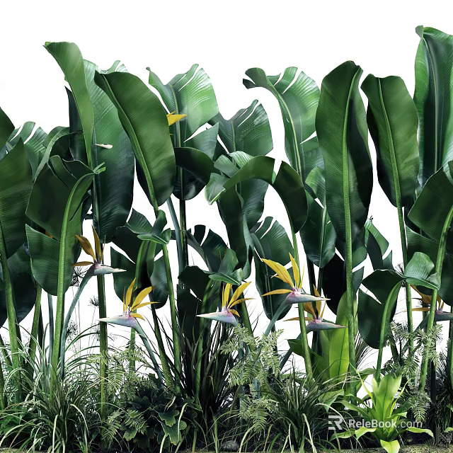 Tropical Garden Featuring Lush Bird of Paradise with Large Green Leaves and Yellow White Flowers 3d model 