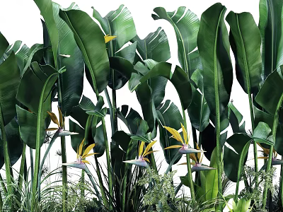 Tropical Garden Featuring Lush Bird of Paradise with Large Green Leaves and Yellow White Flowers 3d model