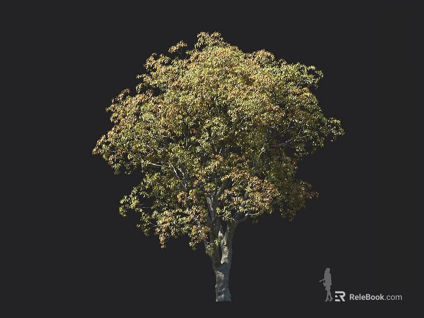 Tall Arbor With Lush Autumn Colored Foliage Sturdy Trunk And Human Figure For Size Comparison 3d model 