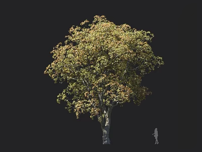 Tall Arbor With Lush Autumn Colored Foliage Sturdy Trunk And Human Figure For Size Comparison 3d model