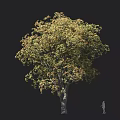 Tall Arbor With Lush Autumn Colored Foliage Sturdy Trunk And Human Figure For Size Comparison