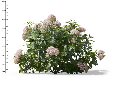 Ornamental Garden Shrub With Lush Green Leaves And Pink Vibrant Delicate Blooms 3d model