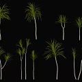 Tall Arborescent Trees With Long Green Leaves Isolated On Black Background