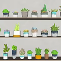 Potted Bonsai Cacti and Succulent Plants on Multiple Shelves with Colorful Shaped Pots