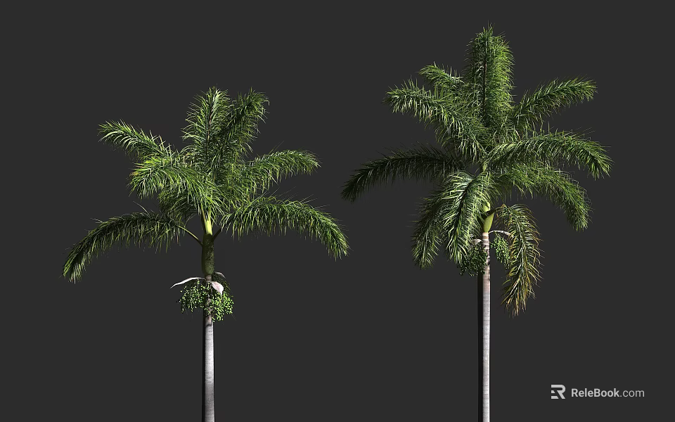 Tall Palm Trees With Green Fronds And Straight Trunks On Gray Background 3d model 