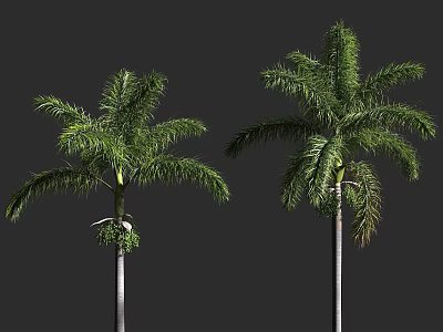 Tall Palm Trees With Green Fronds And Straight Trunks On Gray Background 3d model