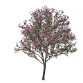Tall Tree With Purple Flowers And Person Silhouette For Size Reference In Landscape Design