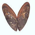 Modern Shell Mussel 3d model