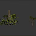 Plants With Dried Trees Exposed Roots And Green Leafy Branches On White Background