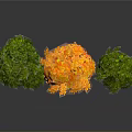 Three Arbor Trees With Orange Yellow Middle And Green Sides On Gray Background With Reflection