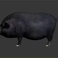Detailed Black Plump Pig with White Hooves Isolated on Dark Background