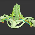Human Limb Organ Anatomy Model Displaying Spine Nerves And Pelvis Bone Structure