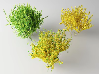 Green and Yellow Ornamental Bushes with Vibrant Foliage for Garden Landscaping 3d model
