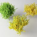 Green and Yellow Ornamental Bushes with Vibrant Foliage for Garden Landscaping