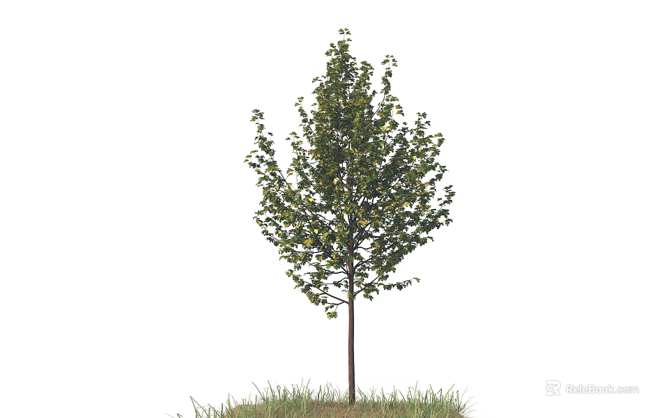 Single Arbor With Green Leaves Straight Trunk Growing On Grass Isolated On White Background 3d model 