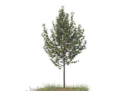 Single Arbor With Green Leaves Straight Trunk Growing On Grass Isolated On White Background 3d model