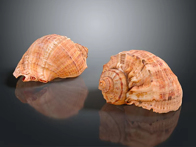 Two Conch Shells With Orange Brown Textured Surface On Black Background Reflections 3d model