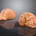 Two Conch Shells With Orange Brown Textured Surface On Black Background Reflections