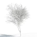 Bare Deciduous Tree With White Trunk Against Blue Sky And Clouds
