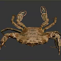 Orange Red Crab With Shiny Shell On Dark Background With Reflection
