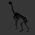 Complete Animal Skeleton Structure in Standing Posture with Gray Background