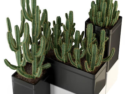 Green Spiky Cactus Potted Plants In Black Square Pots Stacked Arrangement 3d model