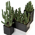 Green Spiky Cactus Potted Plants In Black Square Pots Stacked Arrangement