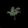 Lush Green Arbor Tree With Dense Foliage Branches And Shadow On Neutral Background