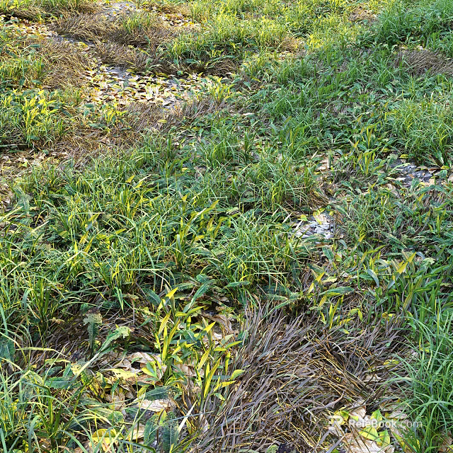Lush Green Grass and Wild Plants in Natural Outdoor Meadow with Scattered Fallen Leaves 3d model 