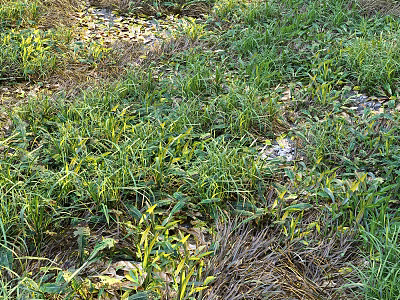 Lush Green Grass and Wild Plants in Natural Outdoor Meadow with Scattered Fallen Leaves 3d model