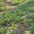 Lush Green Grass and Wild Plants in Natural Outdoor Meadow with Scattered Fallen Leaves