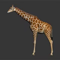 Tall Giraffe With Brown And White Spots Standing On Dark Background 3d model