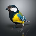 Small Colorful Bird With Black Head White Cheek Yellow Belly And Blue Wings