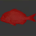 Vibrant Red Orange Fish With Colorful Scales Fins And Tail On Gray Background