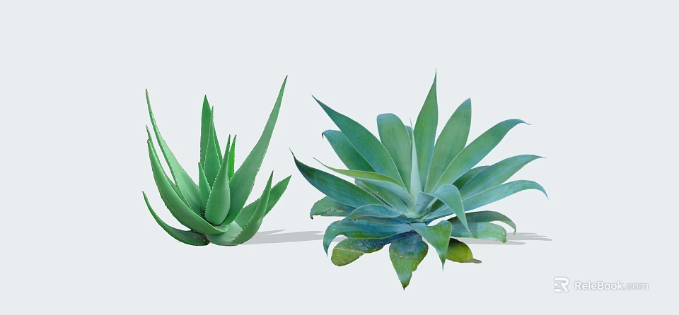 Green Succulent Shrubs With Long Pointed Leaves And Broad Fleshy Foliage 3d model 