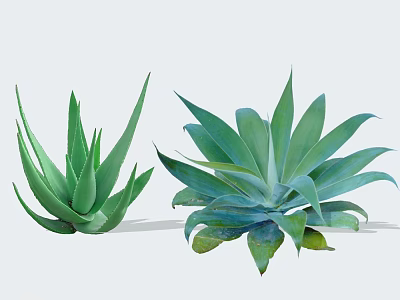 Green Succulent Shrubs With Long Pointed Leaves And Broad Fleshy Foliage 3d model