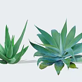 Green Succulent Shrubs With Long Pointed Leaves And Broad Fleshy Foliage