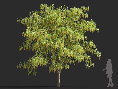 Lush Green Arbor With Spreading Branches And Tall Trunk Beside Human Silhouette 3d model