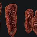 Fresh Raw Ribs With Juicy Meat And Visible Rib Bone Structure