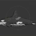 Black And White Bird With Pointed Tail In Flight Against Dark Background