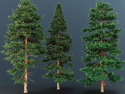 Three Tall Arbor Trees With Lush Green Foliage And Straight Trunks 3d model