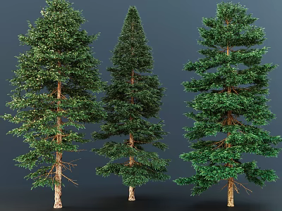 Three Tall Arbor Trees With Lush Green Foliage And Straight Trunks 3d model